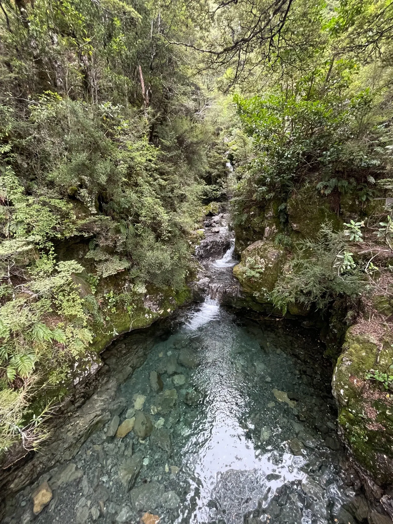 Quiet native forest